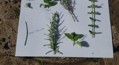 ANALISI SENSORIALE – ESERCITAZIONE AGRARIA DEL 26/05/2022